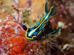 Tambja victoriae