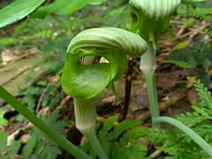 Arisaema ringens