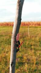 Paramantispa ambusta