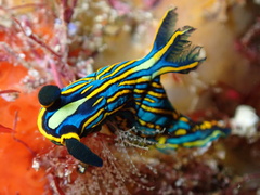 Tambja victoriae