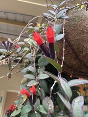 Aeschynanthus radicans