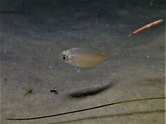 Parequula melbournensis