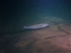 Sillaginodes punctatus