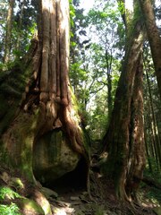 Chamaecyparis formosensis