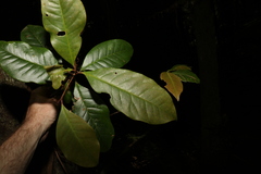 Quintinia sieberi