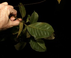Quintinia sieberi