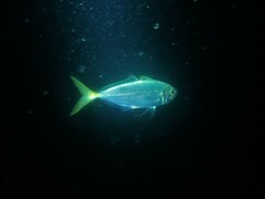 Trachurus novaezelandiae