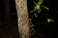 Quintinia sieberi