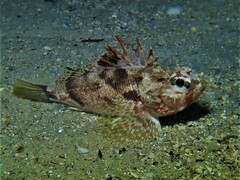 Maxillicosta scabriceps