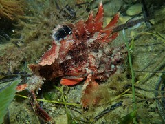 Scorpaena sumptuosa