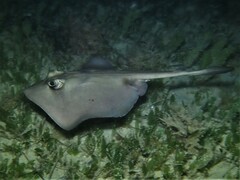 Trygonoptera personata