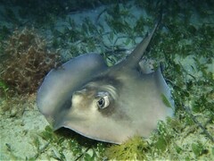 Trygonoptera personata