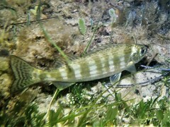 Helotes octolineatus