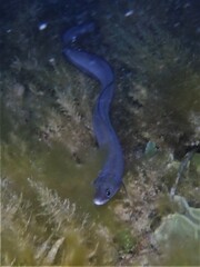 Conger wilsoni