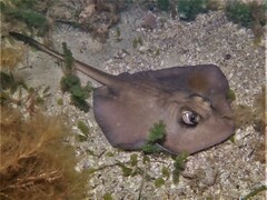 Trygonoptera personata