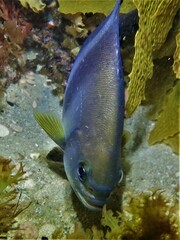Scorpis georgiana