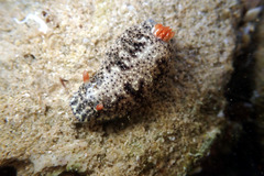 Hypselodoris saintvincentius