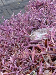 Tradescantia pallida