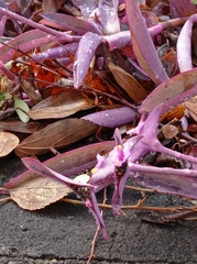 Tradescantia pallida