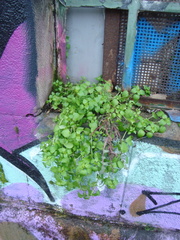 Stellaria media