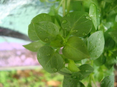 Stellaria media