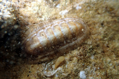 Ischnochiton cariosus