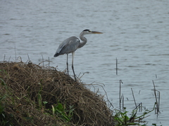 Ardea cinerea jouyi