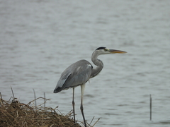 Ardea cinerea jouyi