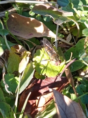 Episyrphus