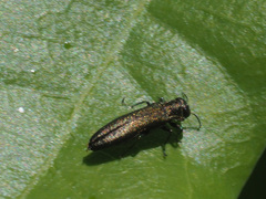 Agrilus