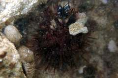 Heliocidaris erythrogramma