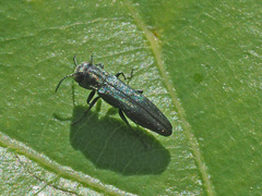 Agrilus
