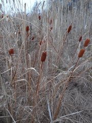 Typha laxmannii