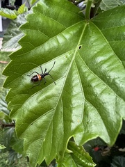 Aulacosternum nigrorubrum