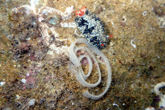 Hypselodoris saintvincentius