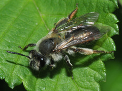 Andrena