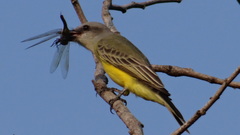 Couch's Kingbird photo 3