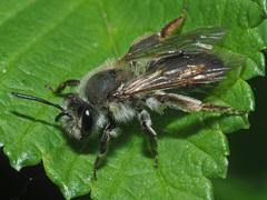 Andrena