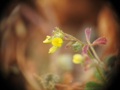 Medicago coronata