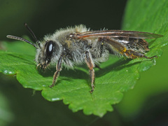 Andrena