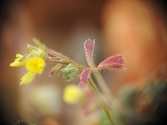 Medicago coronata