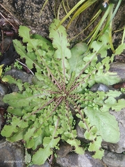Youngia erythrocarpa
