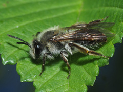 Andrena