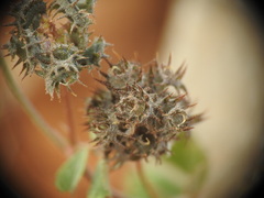 Medicago coronata