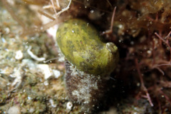 Stomatella impertusa