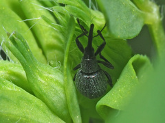 Ischnopterapion loti