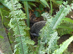Atelerix albiventris