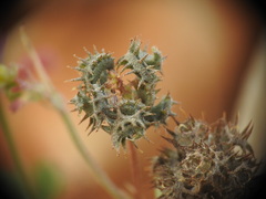Medicago coronata