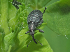 Ischnopterapion loti