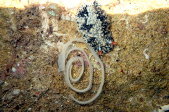 Hypselodoris saintvincentius